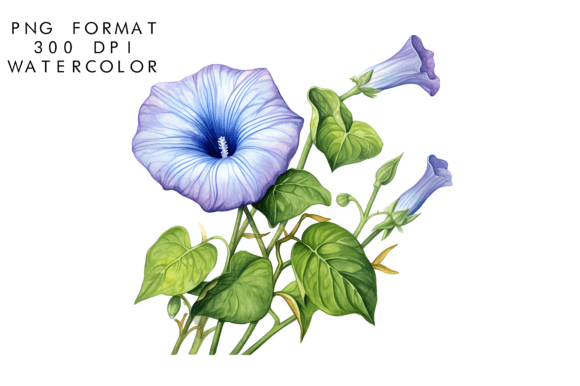 Download Watercolor Morning Glory Flower Clipart - Clipart Collection