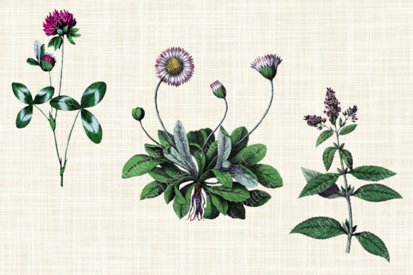 Download Vintage Pink Flower Clipart Collection - Clipart Collection