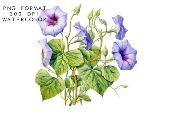 Download Watercolor Morning Glory Flower Clipart - Clipart Collection