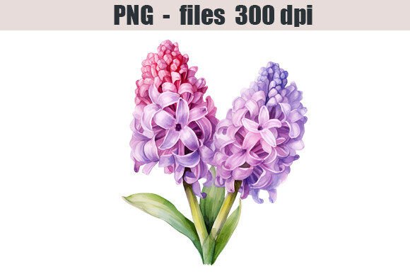 Download Hyacinth Flower Watercolor Clipart - Clipart Collection