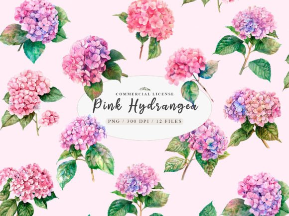 Download Pink Hydrangea Clipart,Watercolor Botany - Clipart Collection