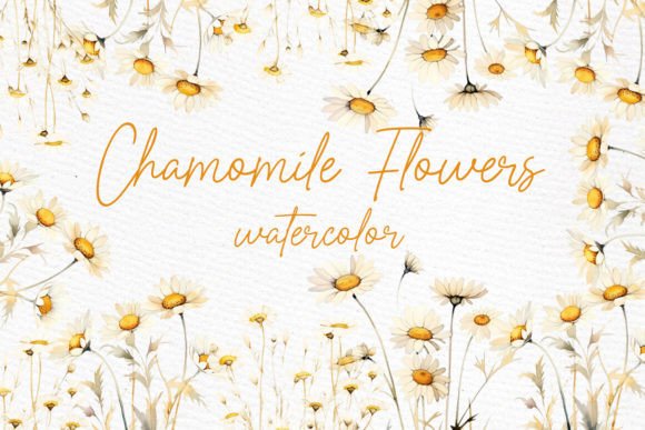 Download Daisy Watercolor Clipart Chamomile PNG - Clipart Collection