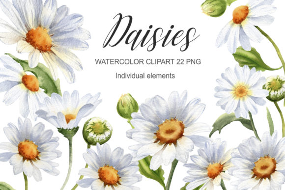 Download Watercolor Daisy Flower Clipart - Clipart Collection