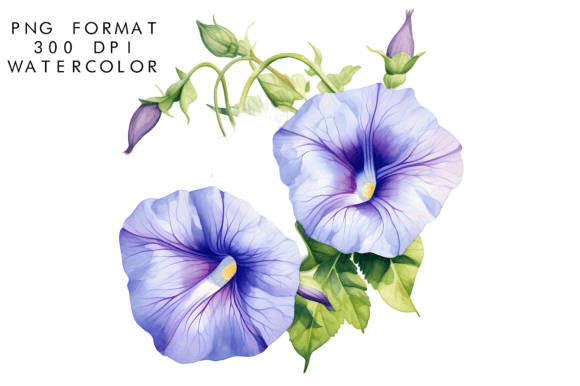 Download Watercolor Morning Glory Flower Clipart - Clipart Collection