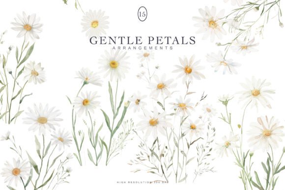 Download Watercolor Daisy Clipart Set - Clipart Collection