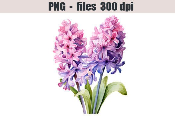 Download Hyacinth Flower Watercolor Clipart - Clipart Collection