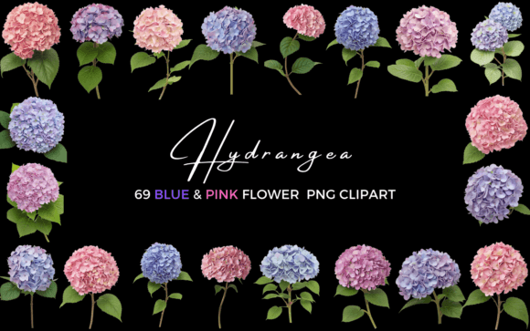 Download 69 Hydrangea Blue &amp; Pink Flower Clipart - Clipart Collection