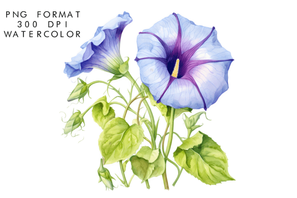 Download Watercolor Morning Glory Flower Clipart - Clipart Collection