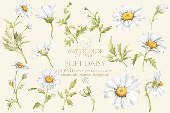 Download Soft Daisy Flower Watercolor Clipart Set - Daisy flower watercolor clipart Collection