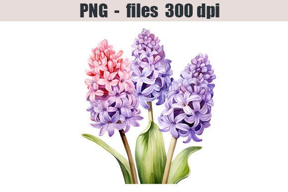 Download Hyacinth Flower Watercolor Clipart - Clipart Collection