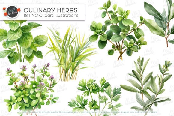 Download Culinary Herbs Watercolour Clipart - Clipart Collection