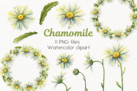 Download Watercolor Daisies Clipart - Clipart Collection