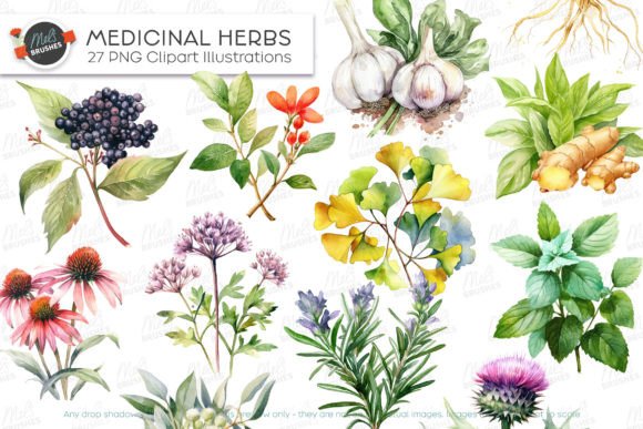 Download 27 Medicinal Herbs Watercolour Clipart - Clipart Collection
