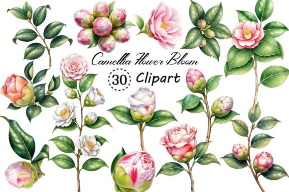 Download Camellia Flower Bloom PNG Clipart - Clipart Collection