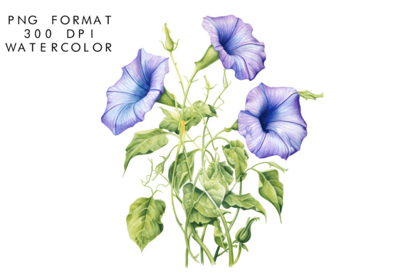 Download Watercolor Morning Glory Flower Clipart - Clipart Collection
