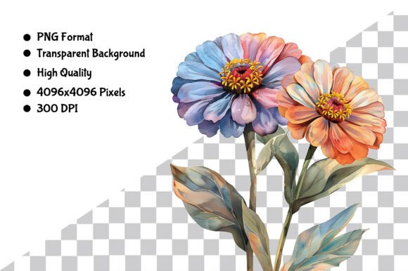 Download Watercolor Zinnia Flower PNG Clipart - Clipart Collection
