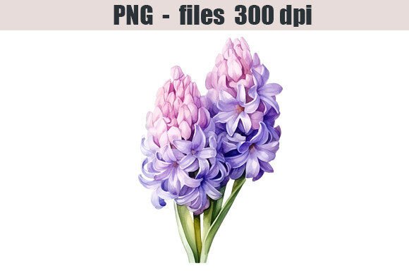 Download Hyacinth Flower Watercolor Clipart - Clipart Collection